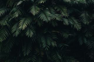 Struntme.dll 17028